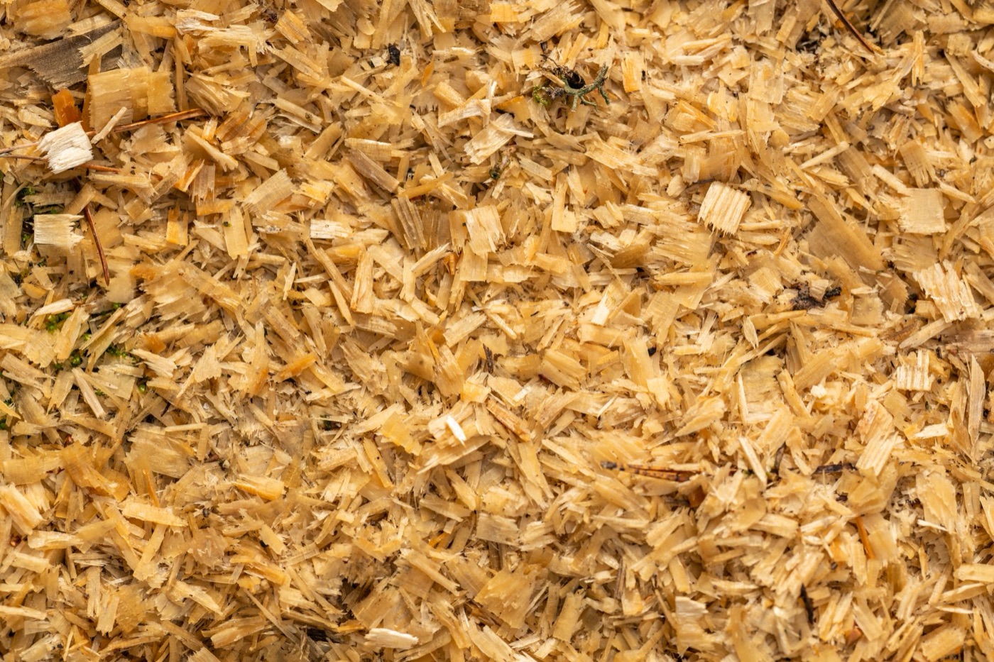 Holzwolle-Anzünder · 1,5 kg · ca. 200 Stück